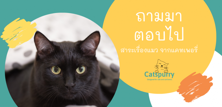 Read more about the article ทรายแมวไม้สนสามารถทิ้งชักโครกได้โดยท่อไม่อุดตัวจริงหรือ??