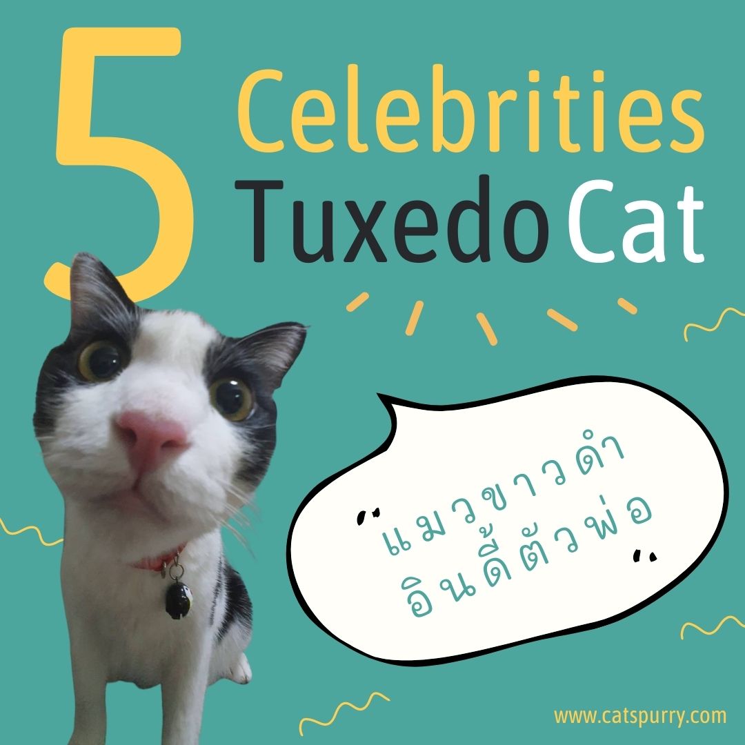 You are currently viewing 5 Celebrities Tuxedo Cats ที่ต๊าดต้องทำความรู้จัก