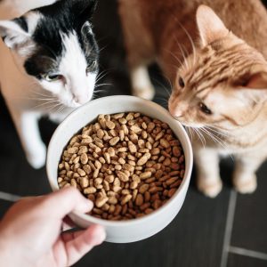 เตรียม ของใช้แมว ชามอาหารแมว
