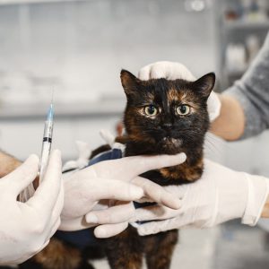 วัคซีนประจำปีแมว Catspurry