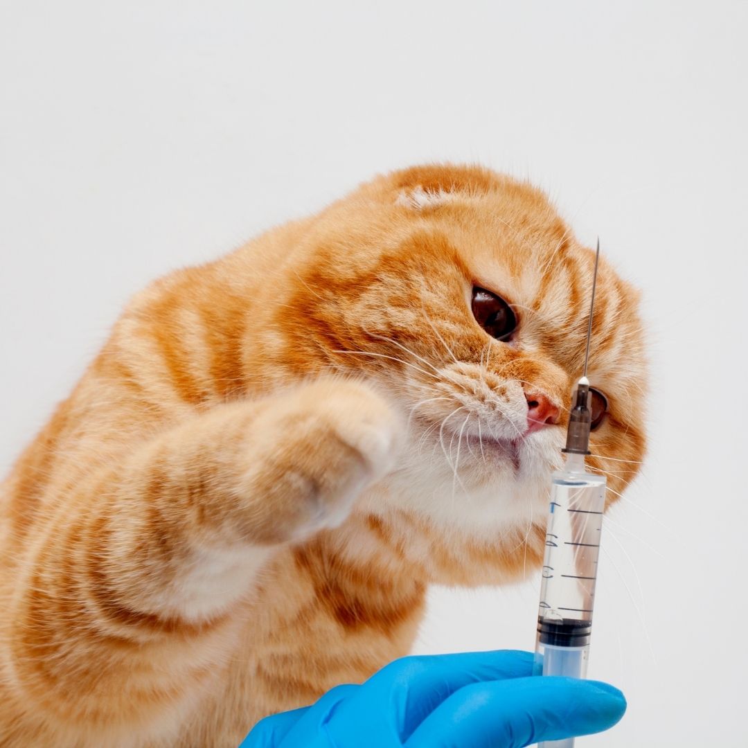 วัคซีนประจำปีแมว Catspurry