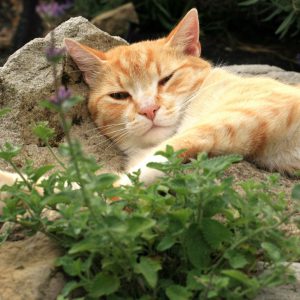 ปลูกต้นไมhที่แมวชอบ catspurry