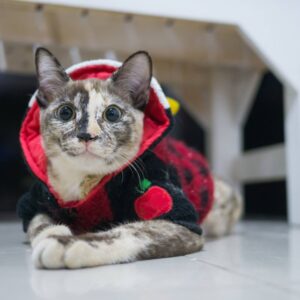 เสื้อผ้าแมว catspurry