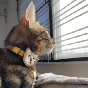 cat collar and cat name tag