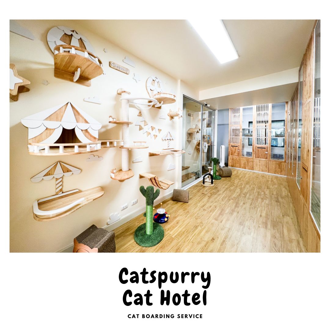 Catspurry Cat Hotel Phuket