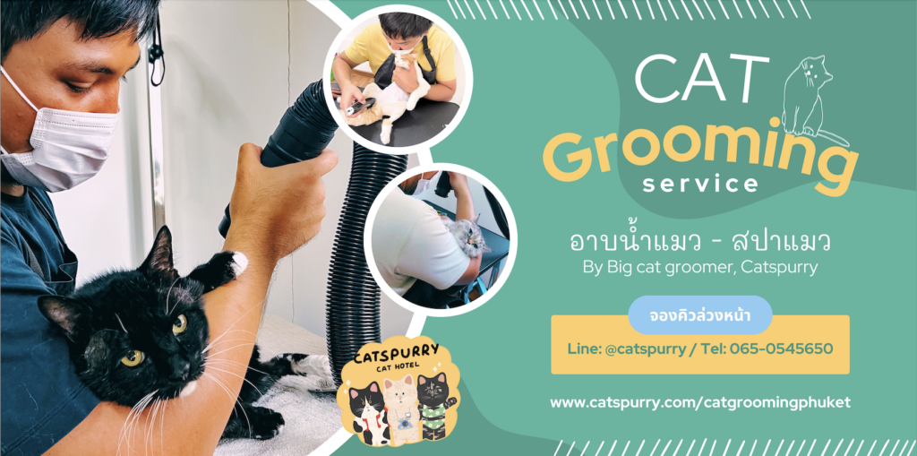 อาบน้ำแมวภูเก็ต Cat grooming Phuket