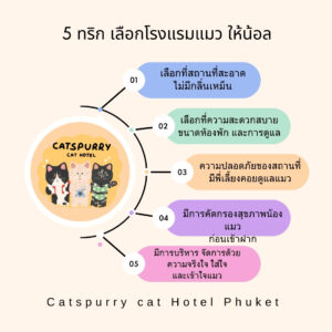 โรงแรมแมวภูเก็ต cat hotel Phuket