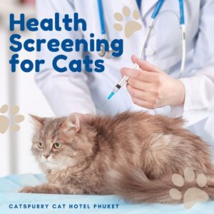 Health screening for Catspurry Cat Hotel Phuket