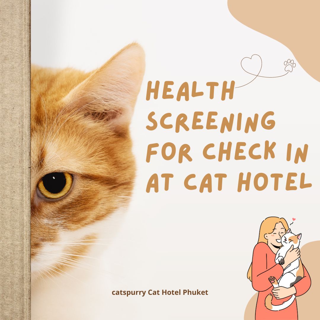 Health screening for Catspurry Cat Hotel Phuket
