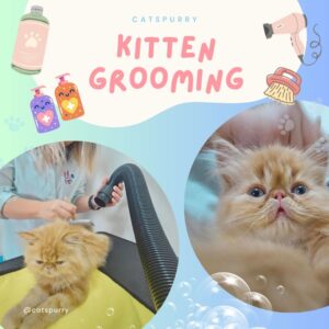 วิธีอาบน้ำแมว และทริกในการเลือกร้าน Grooming