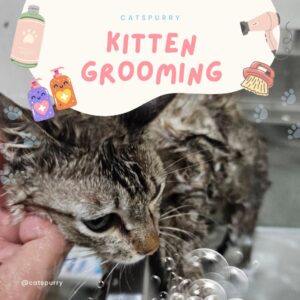 บริการอาบน้ำแมว